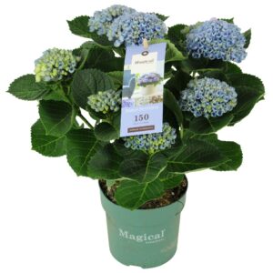 Hydrangea Hydrangea Magical Revolution ® blue 5/6 flowers
(6 Plants/Order)(14cmP 35cmH)