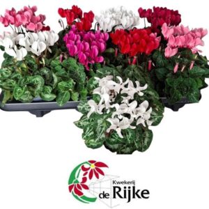 Cyclamen Super Ser P10.5
(8 Plants/Order)(10.5cmP 20cmH)