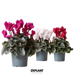 Cyclamen Super Serie Rembrandt mix
(6 Plants/Order)(12cmP 26cmH)