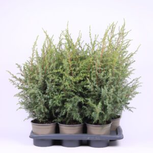 Juniperus communis Hibernica
(1 Plants/Order)(17cmP 55cmH)