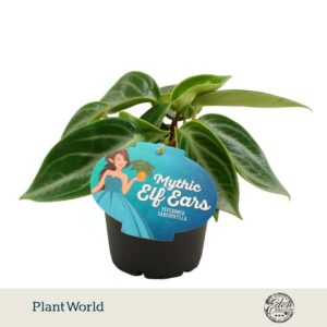 Peperomia sarcophylla Mythique Elf
(4 Plants/Order)(12cmP 25cmH)