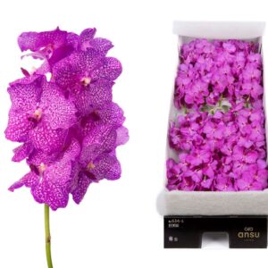 Vanda Nitaya Rosy Vanda 16 spike Rosy
(16 Plants/Order)(cmP 20cmH)