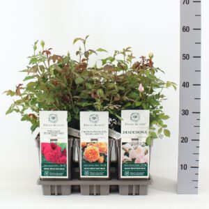 Rosa David Austin mix, C3
(6 Plants/Order)(17cmP 20cmH)