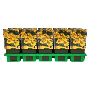 Helenium Kanaria' P11
(10 Plants/Order)(11cmP 25cmH)