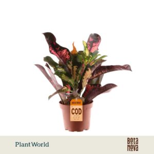 Codiaeum Wilma Croton kopstek
(10 Plants/Order)(12cmP 30cmH)