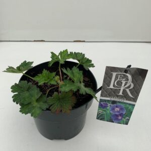 Geranium Rozanne in tray
(6 Plants/Order)(17cmP 20cmH)