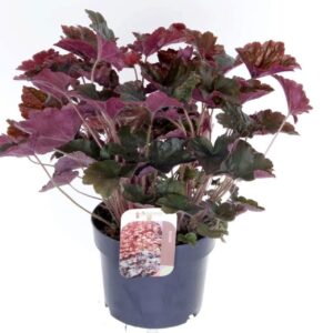 Heuchera micrantha Palace Purple
(6 Plants/Order)(17cmP 40cmH)