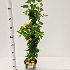 Kerria Pleniflora jap. gestokt 40 cm
(1 Plants/Order)(17cmP 40cmH)