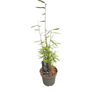 Fargesia nitida One Boo™ Gansu Black P14
(8 Plants/Order)(14cmP 50cmH)