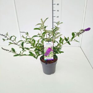 Buddleja dav. 'Berries and Cream' C5
(1 Plants/Order)(23cmP 50cmH)