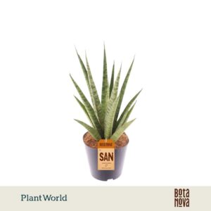 Sansevieria trifciata' Pineapple
(6 Plants/Order)(12cmP 35cmH)