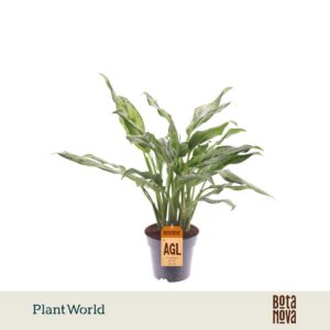 Aglaonema other Juliette
(7 Plants/Order)(14cmP 50cmH)