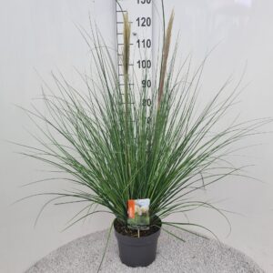 Cortaderia selloana Pumila
(1 Plants/Order)(26cmP 110cmH)