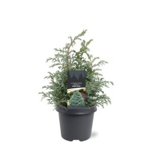 Chamaecyparis Baby Blue pis.
(1 Plants/Order)(23cmP 45cmH)