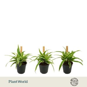 Chlorophytum Ocean 5,5cm
(20 Plants/Order)(5.5cmP 10cmH)