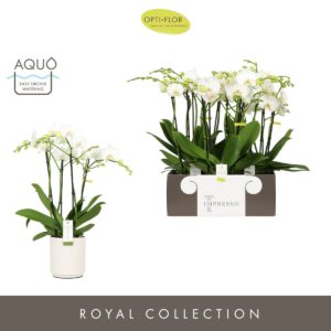 Phalaenopsis white more Ripsen Impresso Mathilde >4 spike in Molise White Aquo
(3 Plants/Order)(15cmP 60cmH)