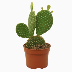 Opuntia microdasys var. Pallida 10,5 cm
(10 Plants/Order)(10.5cmP 15cmH)