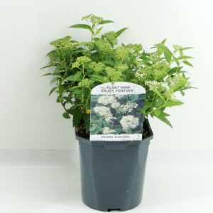 Spiraea japonica Albiflora
(6 Plants/Order)(17cmP 25cmH)