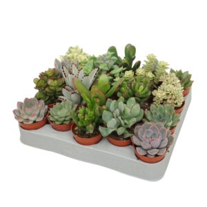 Succulenten mix 5,5 cm
(20 Plants/Order)(5.5cmP 8cmH)