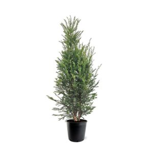 Taxus baccata (zonder etiket)
(1 Plants/Order)(32cmP 140cmH)