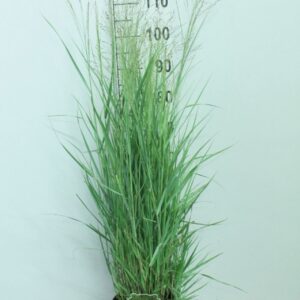 Panicum virgatum Prairie Sky' P23
(1 Plants/Order)(23cmP 120cmH)