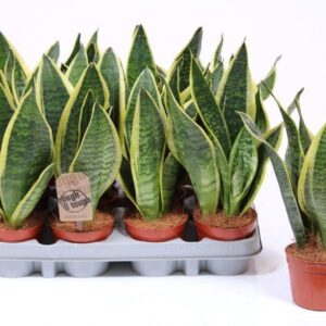 Sansevieria Futura Superba
(12 Plants/Order)(9cmP 30cmH)