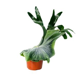 Platycerium superbum (Giant Staghorn)
(6 Plants/Order)(12cmP 25cmH)
