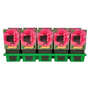 Papaver Raspberry Queen orientale P11
(10 Plants/Order)(11cmP 25cmH)