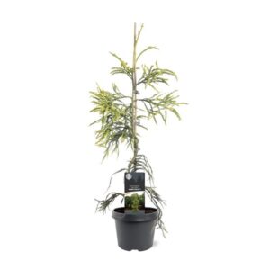 Cryptomeria japonica 'Kyara Gold'
(1 Plants/Order)(19cmP 55cmH)