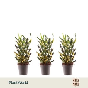 Codiaeum Codiaeum variegatum kleinb Croton Pictum kopstek 7 cm
(16 Plants/Order)(7cmP 20cmH)