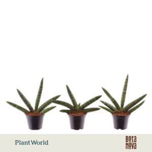 Sansevieria Skyline
(16 Plants/Order)(7cmP 15cmH)