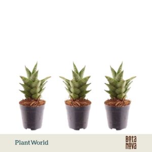 Sansevieria Pagoda
(20 Plants/Order)(5.5cmP 10cmH)