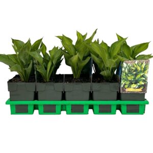 Hosta Whirlwind
(10 Plants/Order)(11cmP 25cmH)