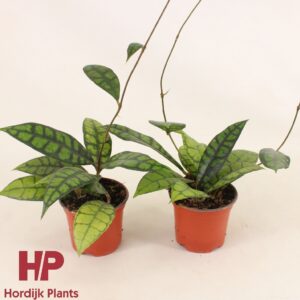 Hoya Hoya callistophylla 'Black Cat' P9
(12 Plants/Order)(9cmP 15cmH)