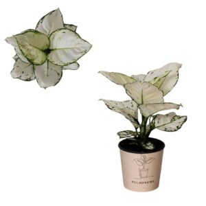 Aglaonema other Aglaonema `Super White`
(4 Plants/Order)(12cmP 30cmH)