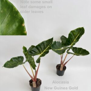 Alocasia macr. New Guinea Gold 12cm
(6 Plants/Order)(12cmP 60cmH)
