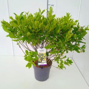 Cephalanthus occidentalis 40-60C10
(1 Plants/Order)(28cmP 70cmH)