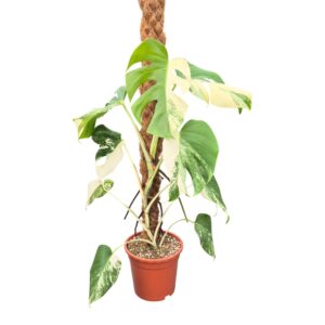 Monstera deliciosa Monstera Deliciosa Variegata
(1 Plants/Order)(17cmP 100cmH)
