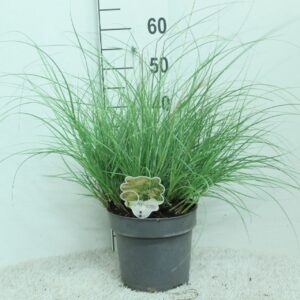 Miscanthus Adagio sinensis P23
(1 Plants/Order)(23cmP 60cmH)