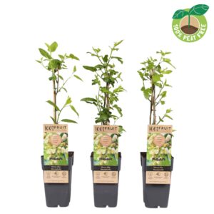 Morus alba Macrophylla
(10 Plants/Order)(15cmP 50cmH)
