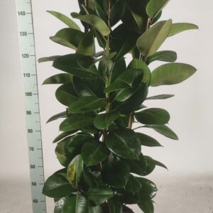 Ficus Elastica Robusta Ficus elastica 'Robusta' Toef 170
(1 Plants/Order)(30cmP 170cmH)