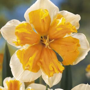 Droge Bulbs Narcissus Splitcrown Orangery x5 14/16
(10 Plants/Order)(5cmP 25cmH)