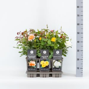 Rosa pink Basics trosroos (F) mix, C3
(6 Plants/Order)(17cmP 35cmH)