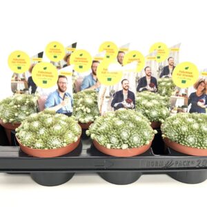 Sempervivum COLOROCKZ SUMMER FROST 10.5 'Belsemcob1' Pbr
(9 Plants/Order)(10.5cmP 10cmH)