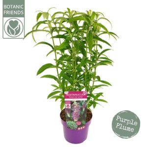 schrub Rostrinucula Dependens
(1 Plants/Order)(19cmP 60cmH)