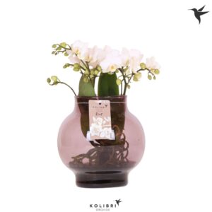 Phalaenopsis white more Ripsen Roots white in Glas bowl lilac
(2 Plants/Order)(16cmP 50cmH)