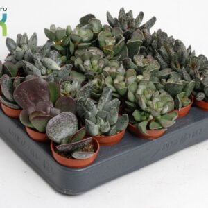 Adromischus cooperi Adromiscus mix ( levende steen)
(20 Plants/Order)(5.5cmP 10cmH)