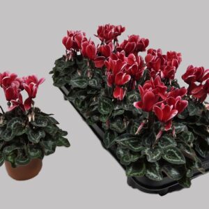 Cyclamen Super Serie Cyclamen fuji red
(8 Plants/Order)(10.5cmP 23cmH)
