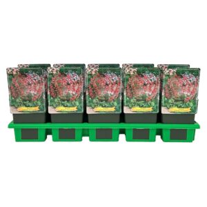 Heuchera sanguinea Bressingham' P11
(10 Plants/Order)(11cmP 25cmH)