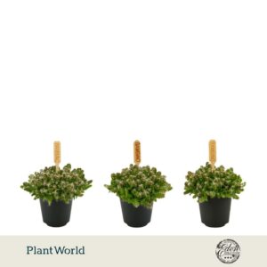 Cactus Hylocereus Undatus 5,5cm
(20 Plants/Order)(5.5cmP 10cmH)